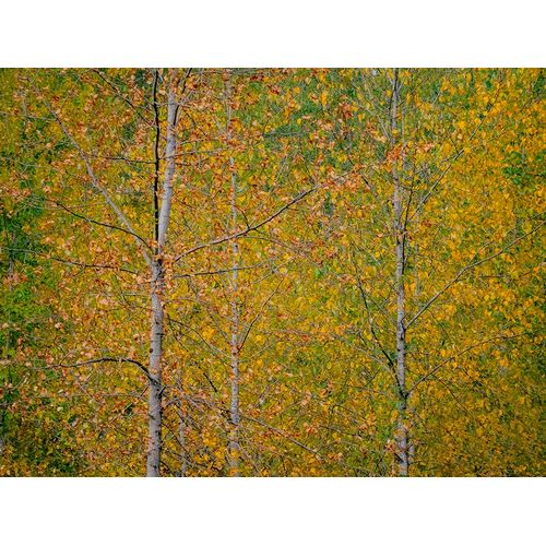 Gulin, Sylvia 아티스트의 USA-Washington State-Preston and Cottonwood trees in fall colors작품입니다.